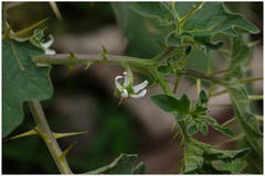 Solanum viarum